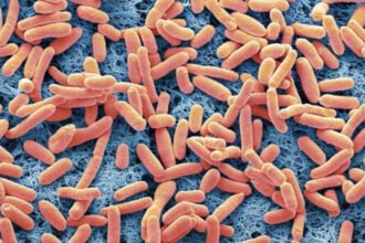 Lethal E.coli outbreak linked to McDonald’s has contaminated a minimum of 75 folks in 13 states