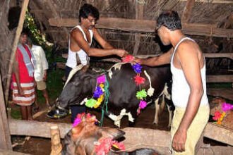 Cattle worship upheld by legacy’s final herders | Goa Information – Universal Headlines