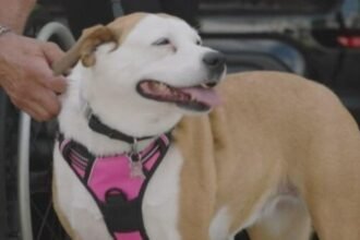 Tiki the canine helps Illinois man Chris Smith survive gunshot to the top